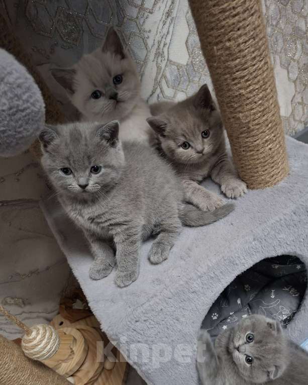 Кошки в Санкт-Петербурге: Продается Шотландский прямоухий мальчик Мальчик, 25 000 руб. - фото 10