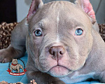 Собаки в Москве: Американский булли мальчик Покет/Микро Мальчик, 100 000 руб. - фото 3