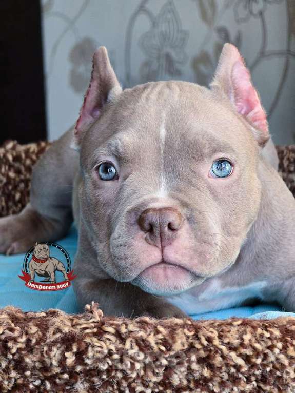 Собаки в Москве: Американский булли мальчик Покет/Микро Мальчик, 100 000 руб. - фото 3