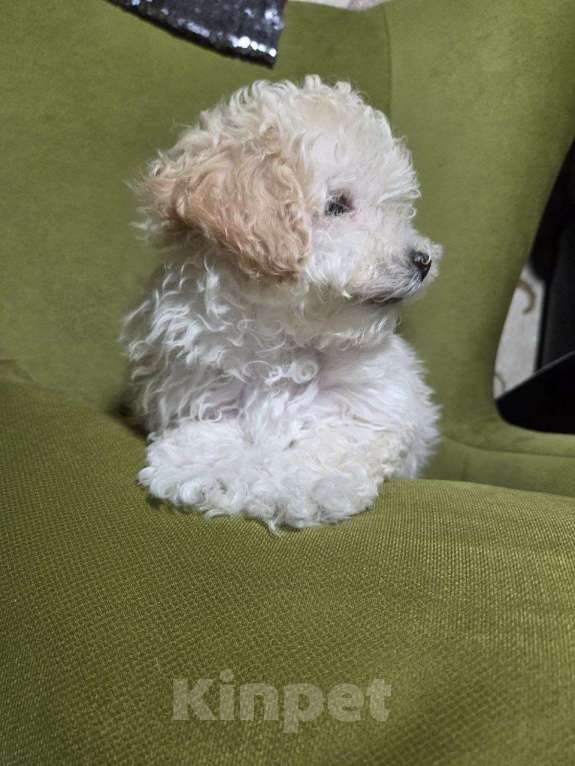 Собаки в Москве: Малыш Мальтипу Мальчик, Бесплатно - фото 3