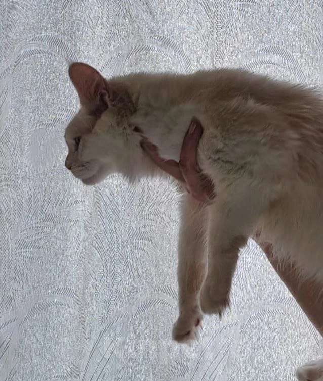 Кошки в Москве: Гигантики Девочка, 19 000 руб. - фото 5