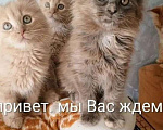 Кошки в Нижнем Новгороде: Пушистое счастье Девочка, 35 000 руб. - фото 1