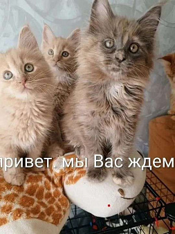 Пушистое счастье