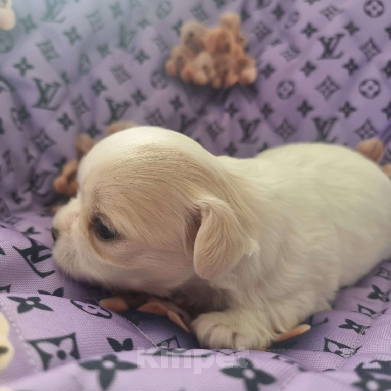 Собаки в Калининграде: Щенок Чихуахуа д/ш, мальчик Мальчик, Бесплатно - фото 3