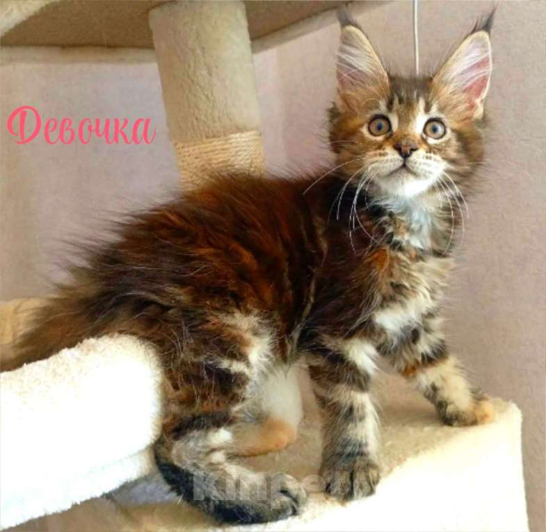 Кошки в Энгельс: Предлагаем очаровательных котят Мейн-кун, выращенных в любви и заботе. Малыши очень ласковые. Мальчик, Бесплатно - фото 3