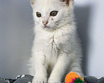 Кошки в Москве: Котенок Злата ищет дом Девочка, Бесплатно - фото 7