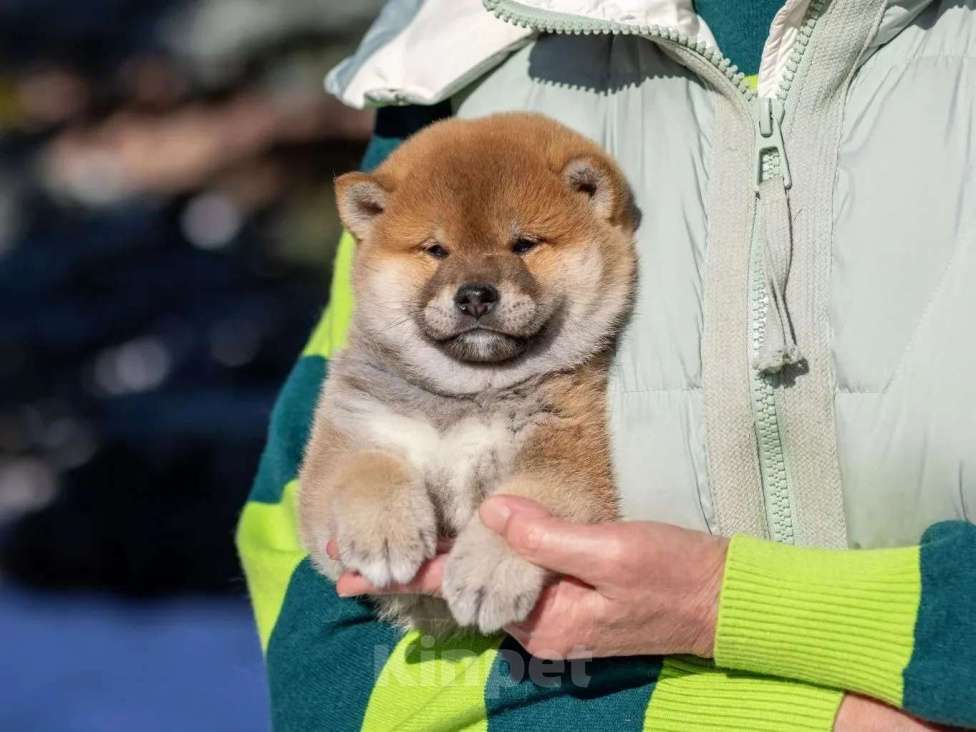 Собаки в Москве: Щенок сиба-ину-мальчик, 2 месяца Девочка, 80 000 руб. - фото 1