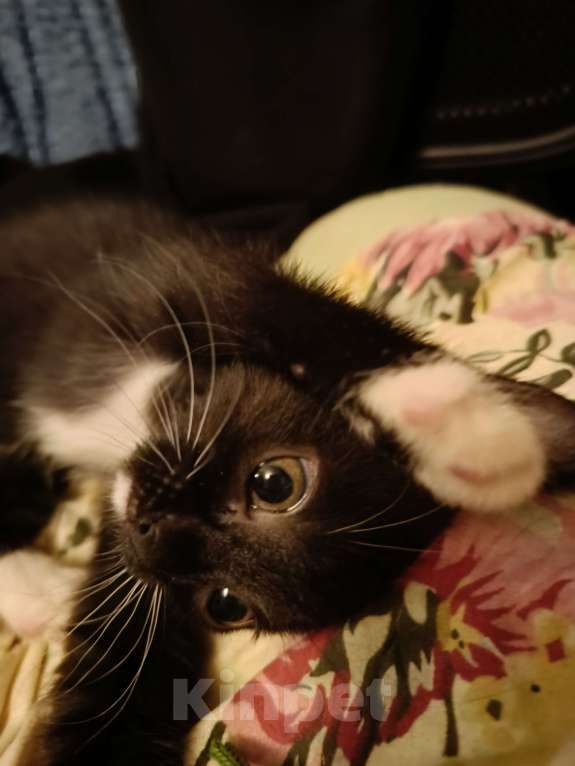 Кошки в Москве: котенок в добрые руки Девочка, 100 руб. - фото 3