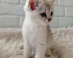 Кошки в Брянске: Королевская серебристая шиншилла Девочка, 20 000 руб. - фото 7
