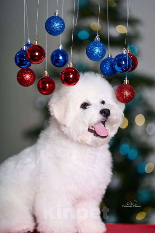 Собаки в Москве: Щенок Бишон Фризе  Мальчик, Бесплатно - фото 2