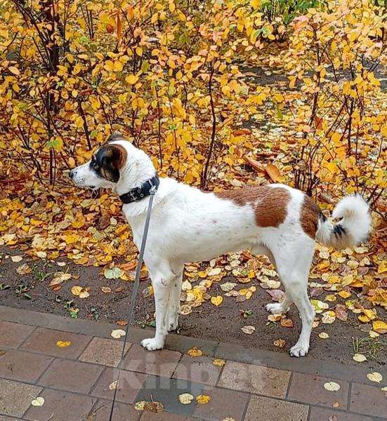 Собаки в Москве: Познакомьтесь с невероятно спокойным и умным Арни!  Мальчик, Бесплатно - фото 4