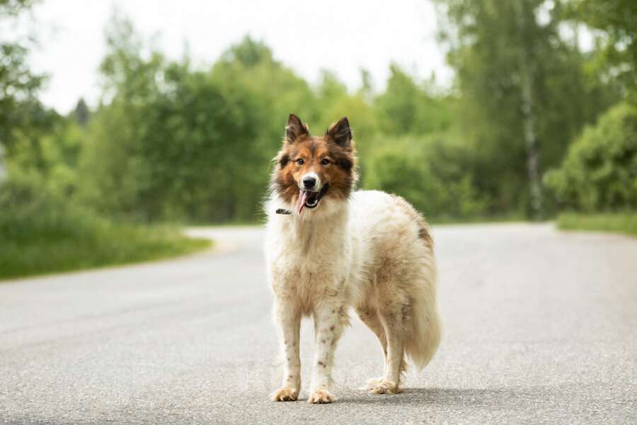 Собаки в Москве: Леся, Лисичка, девочка, 2 года, путешественница и умница! Девочка, Бесплатно - фото 4