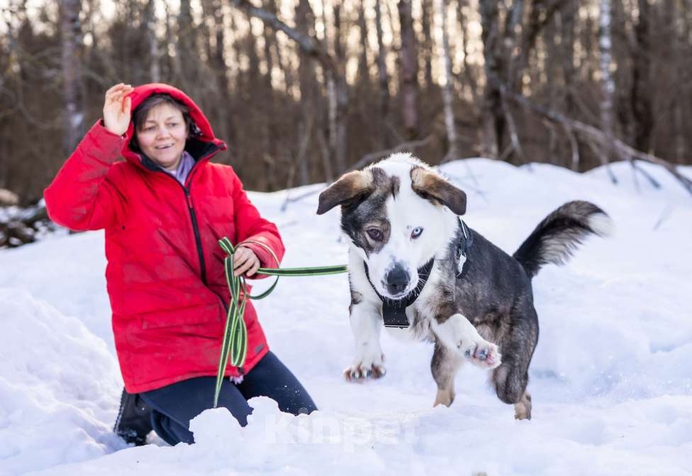 Собаки в Москве: Красавчик и добряк в поисках дома Мальчик, Бесплатно - фото 5