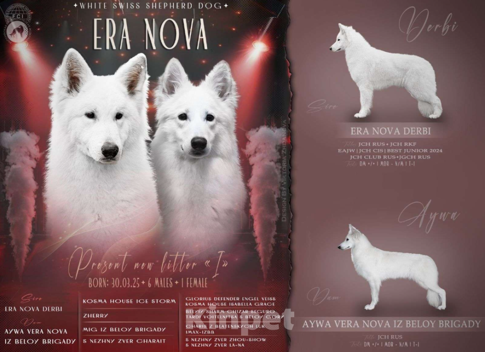 Собаки в других городах Московской области: Щенки белой швейцарской овчарки Мальчик, 60 000 руб. - фото 5