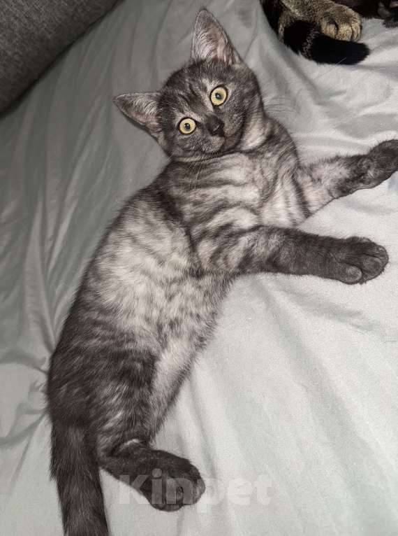 Кошки в Новосибирске: Дымчатый  редкий окрас , шотландский прямоухий котенок  Мальчик, 5 000 руб. - фото 2