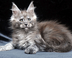 Кошки в Видном: Ласковый мальчишка мейн-кун  Мальчик, 95 000 руб. - фото 3