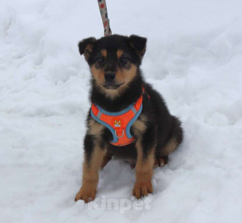 Собаки в Москве: Маленькому щенульке Рэксику очень нужны дом и семья Мальчик, Бесплатно - фото 4