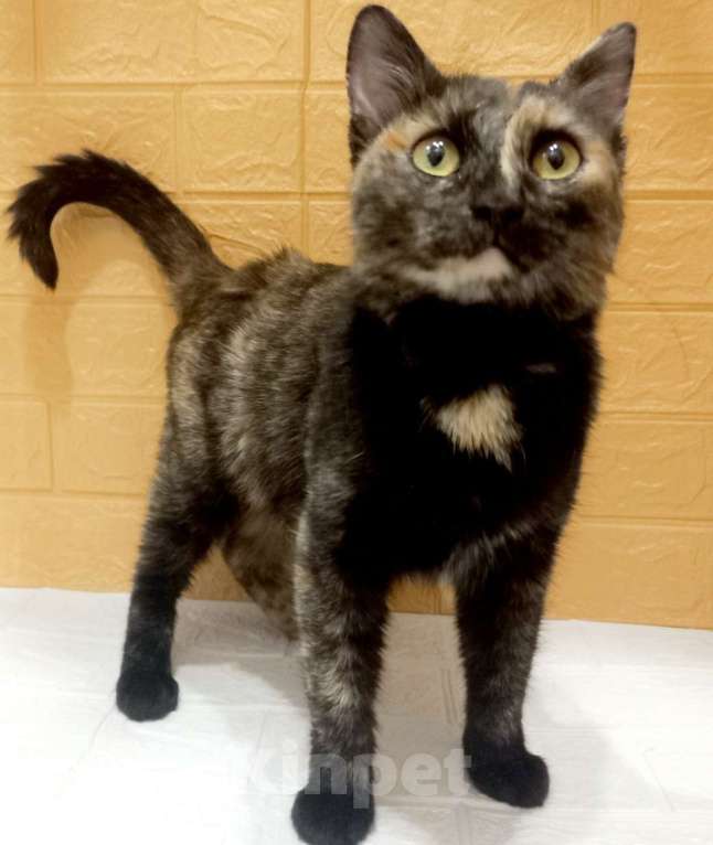 Кошки в Москве: Ласковая кошечка черепахового окраса- 1 год Девочка, 300 руб. - фото 2