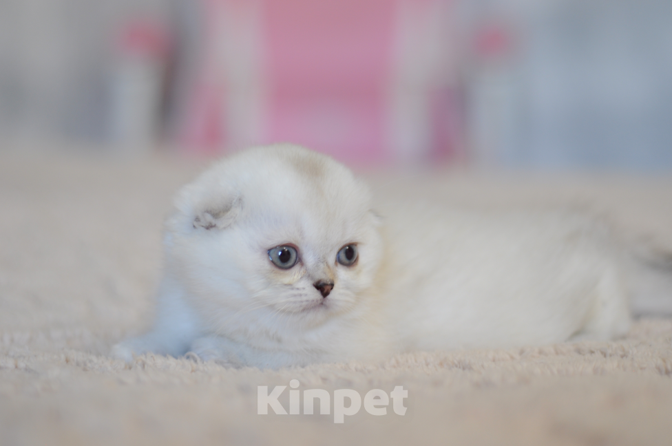 Кошки в Бахчисарае: Шотландский вислоухий котенок Девочка, 55 000 руб. - фото 6