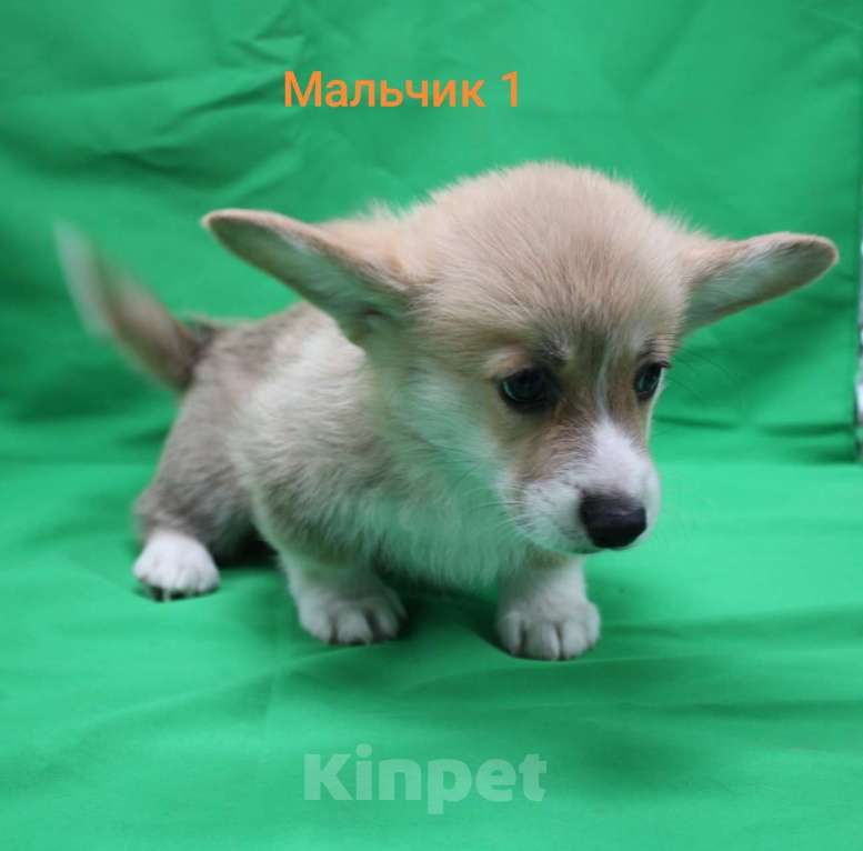 Собаки в Москве: Щенки вельш корги пемброк  Мальчик, 29 000 руб. - фото 3