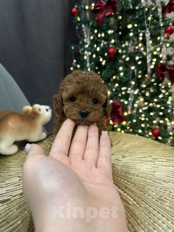 Собаки в Краснодаре: Той-пудель щенок  Девочка, 65 000 руб. - фото 5