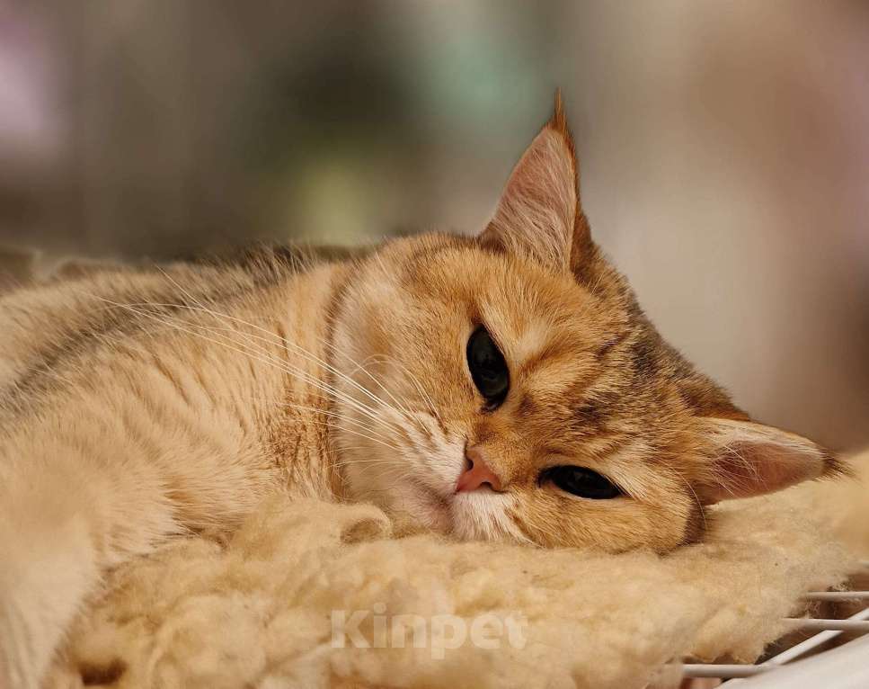 Кошки в Москве: Милая кошечка ищет дом в котором ее ждут и будут любить! Девочка, 999 руб. - фото 5