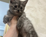 Кошки в других городах Дагестана: Котята в добрые руки Мальчик, Бесплатно - фото 2