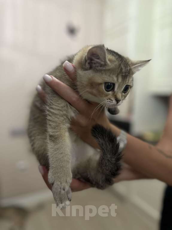 Кошки в Краснодаре: Шотландская золотая шиншилла  Девочка, 15 000 руб. - фото 2