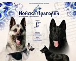 Собаки в Крымске: Щенки ВЕО Разнополые, 60 000 руб. - фото 6