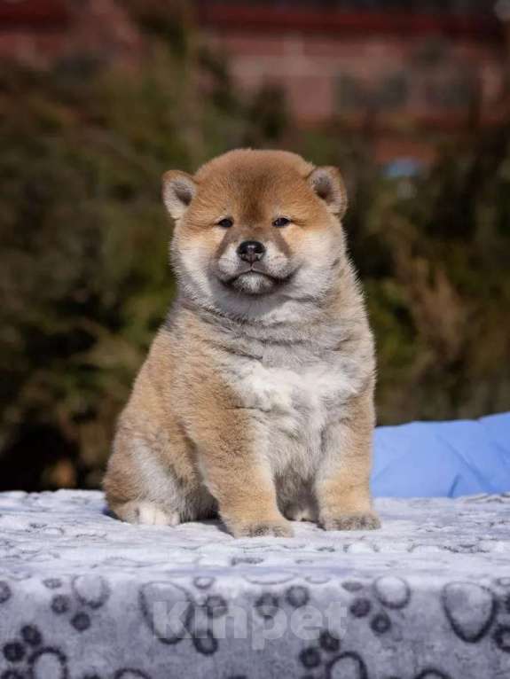 Собаки в Москве: Щенок сиба-ину-мальчик, 2 месяца Девочка, 80 000 руб. - фото 2