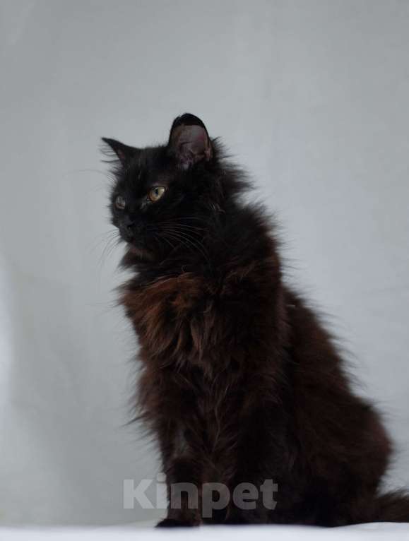 Кошки в Ногинске: Самая ласковая кошечка Матильда в поиске дома Девочка, Бесплатно - фото 8