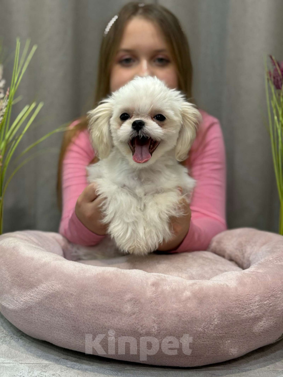 Собаки в Москве: Лакки. Эксклюзивное микро. Мальчик, 150 000 руб. - фото 5