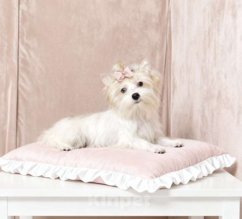 Собаки в Москве: Белый йорк с голубыми глазами девочка Девочка, 130 000 руб. - фото 2