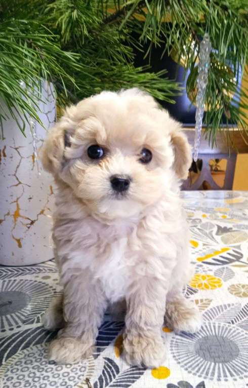 Собаки в Москве: Яся Девочка, 160 000 руб. - фото 1