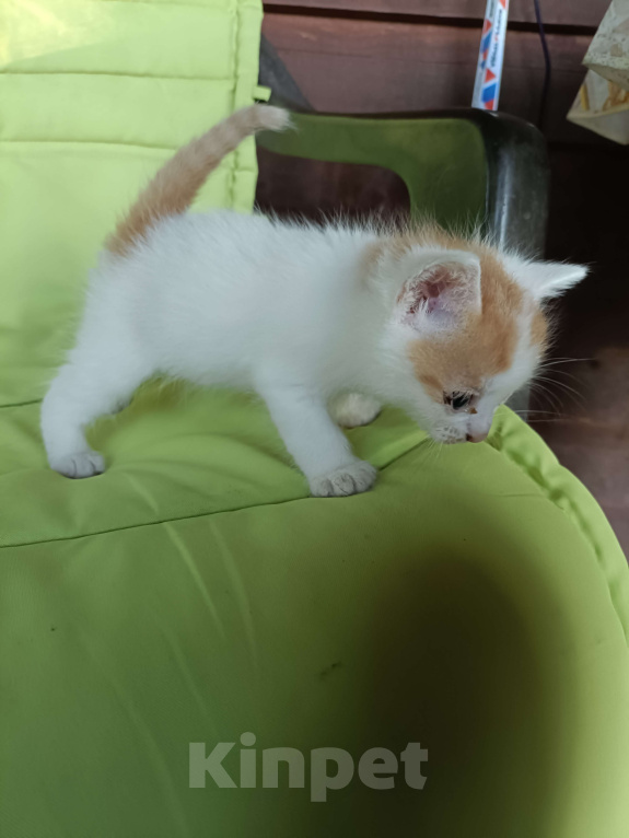 Кошки в других городах Ленинградской области: Малыш Мальчик, Бесплатно - фото 3