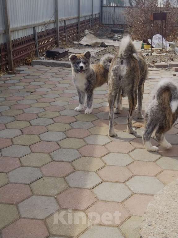 Собаки в Арсеньеве: Щенок акита Девочка, 60 000 руб. - фото 2