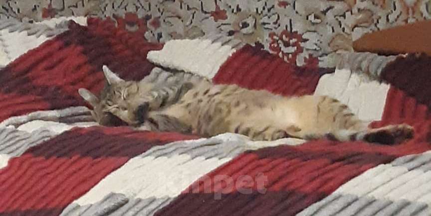 Кошки в Москве: Кот 8 месяцев Мальчик, Бесплатно - фото 2