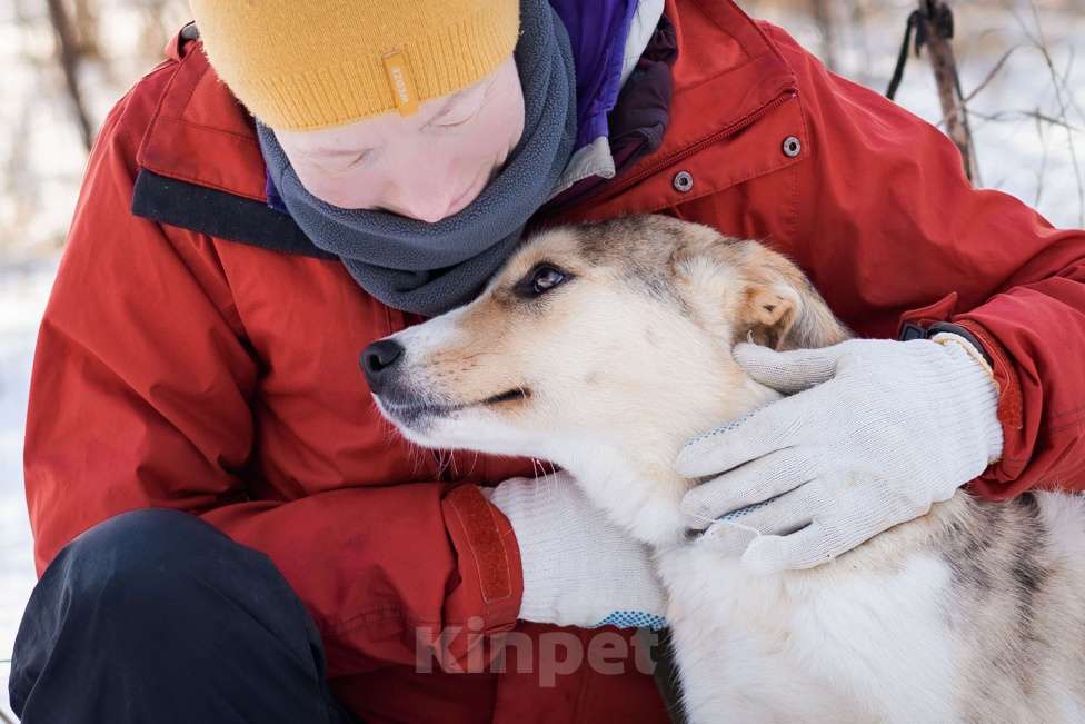 Собаки в Москве: Собака из приюта в добрые руки Девочка, Бесплатно - фото 2