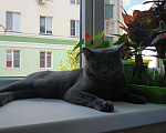 Кошки в Липецке: Вязка, 500 руб. - фото 3