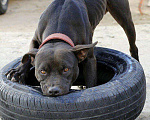 Собаки в Анапе: Вязка, 5 000 руб. - фото 5