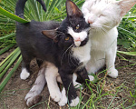 Кошки в Волгограде: Котятки Бесплатно в добрые руки, Бесплатно - фото 5