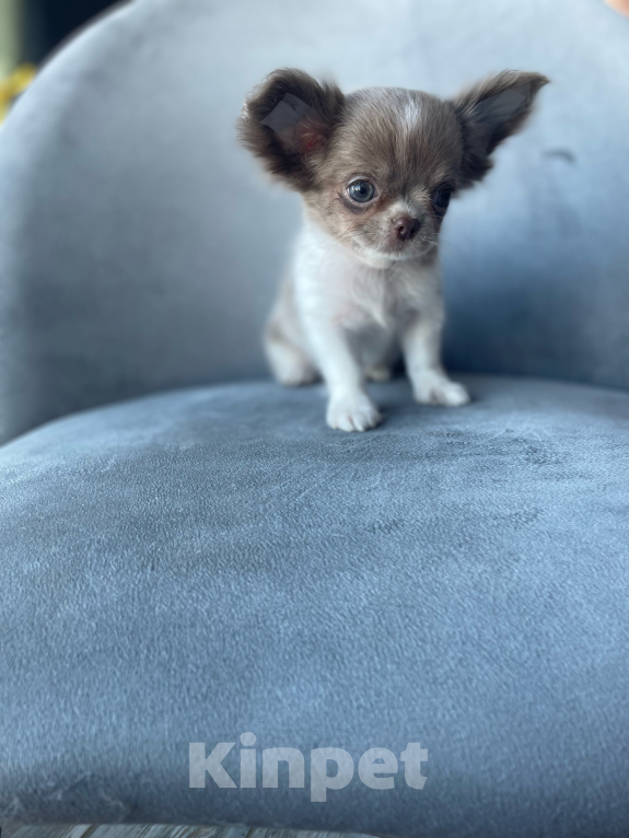 Собаки в Орле: Щенок чихуахуа Мальчик, 80 000 руб. - фото 1