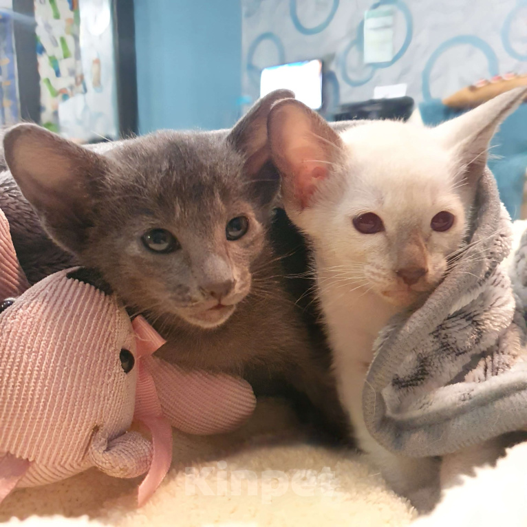 Кошки в Ковровом: ориентальные котята Девочка, 30 000 руб. - фото 4