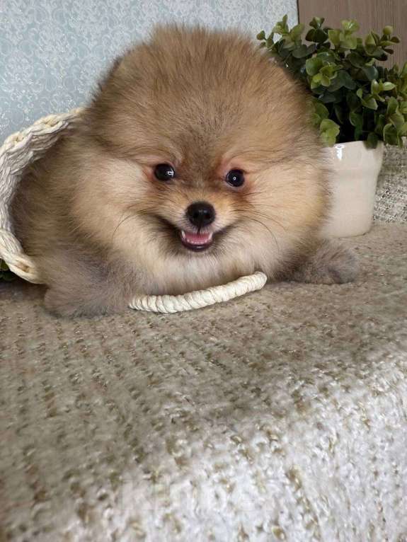 Собаки в Тюмени: Классный парень померанского шпица  Dakster Мальчик, Бесплатно - фото 9