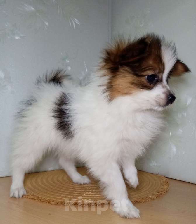 Собаки в Москве: Малыш папийон  Мальчик, Бесплатно - фото 3