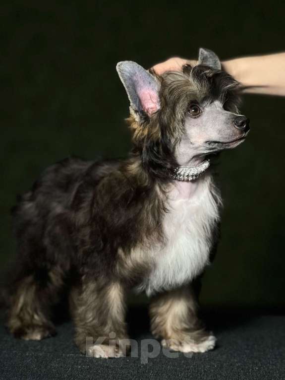 Собаки в Липецке: Шикарный не крупный пуховый мальчик  Мальчик, Бесплатно - фото 5