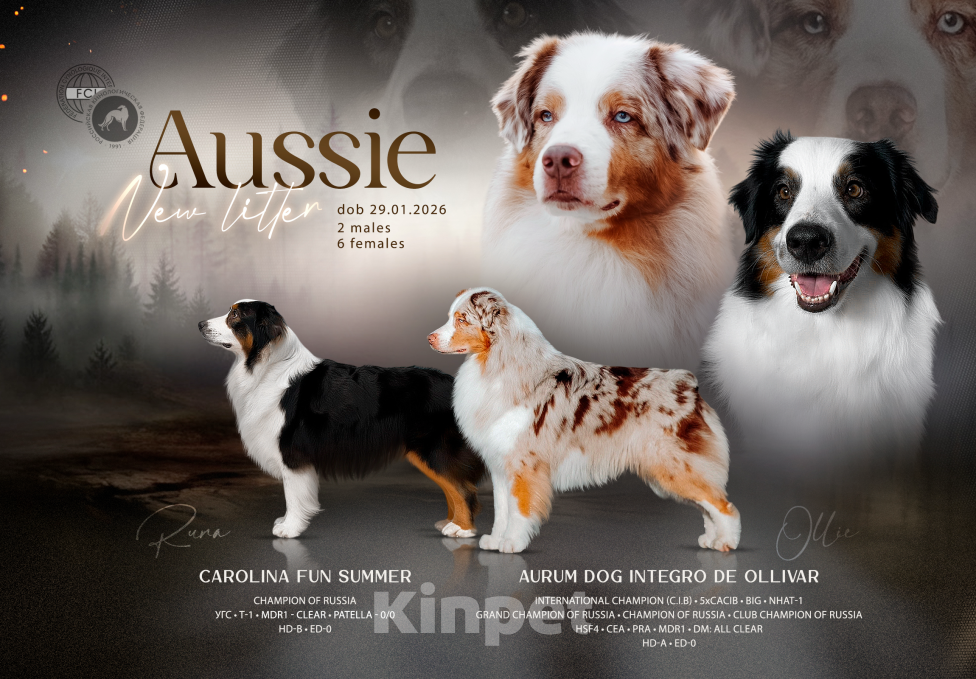 Собаки в других городах Московской области: Щенки Австралийской овчарки Девочка, Бесплатно - фото 4