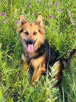 Ася ищет дом