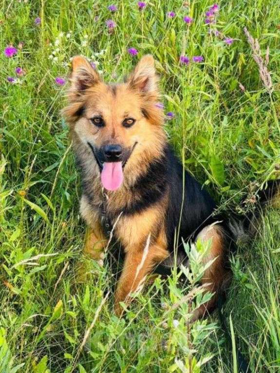 Собаки в Москве: Ася ищет дом Девочка, Бесплатно - фото 1