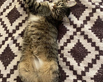 Кошки в Кирове: Кошка Девочка, Бесплатно - фото 6